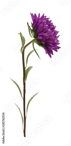 purple Aster isolated on white background sideways