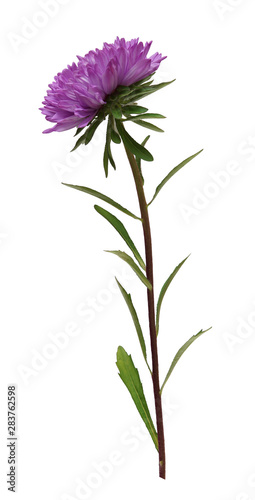 purple Aster isolated on white background