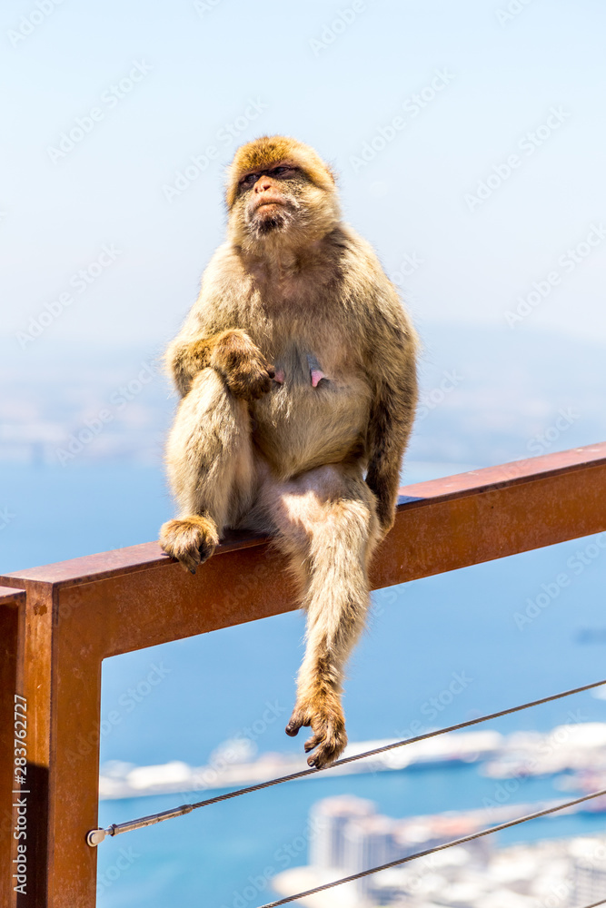 Naklejka premium Gibraltar macaque sitting