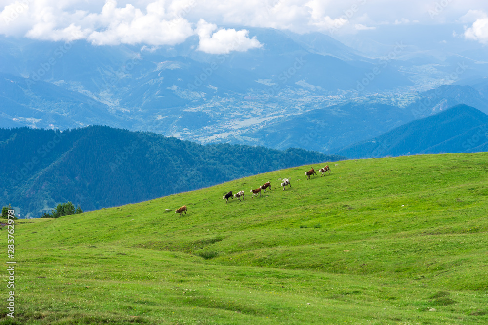 Obraz premium Cows running in the mountains of Artvin, Turkey