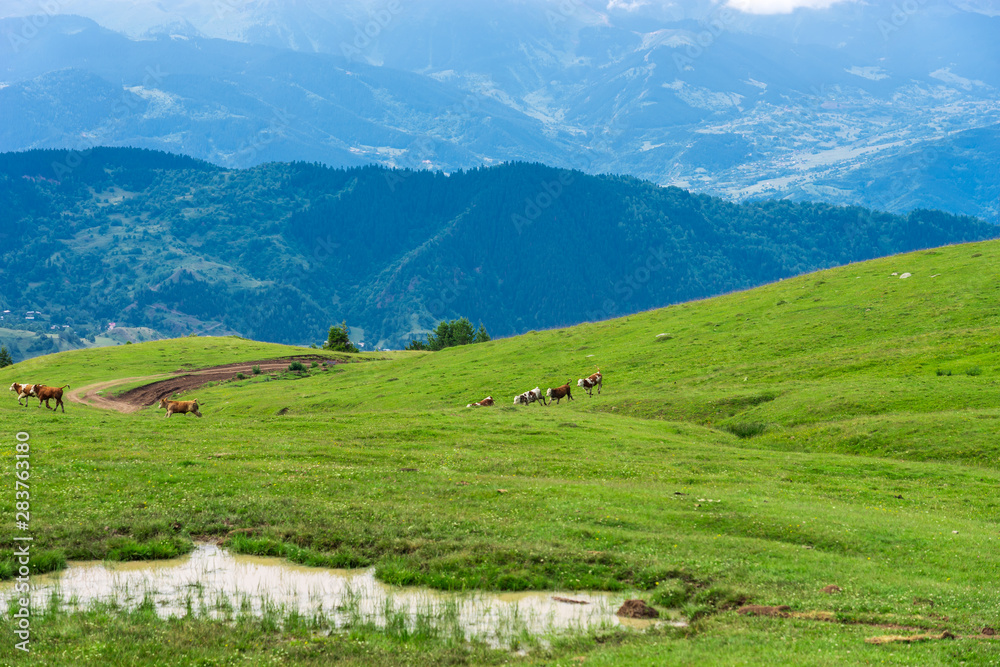 Cows running in the mountains of Artvin, Turkey