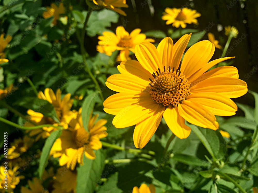 Yellow rudbeckia flower in the garden Yellow rudbeckia flower in the garden