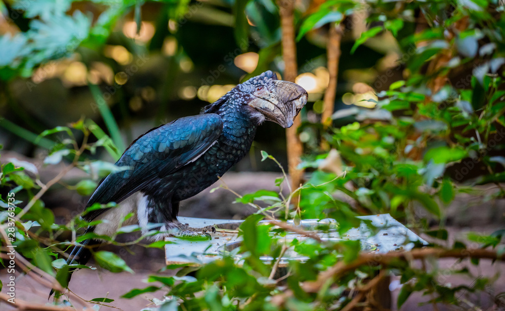 Obraz premium Trumpeter hornbill
