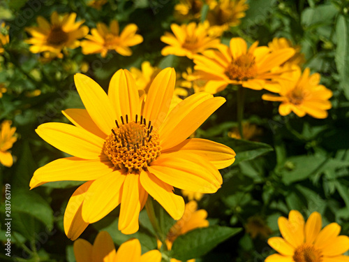 Yellow rudbeckia flower in the garden