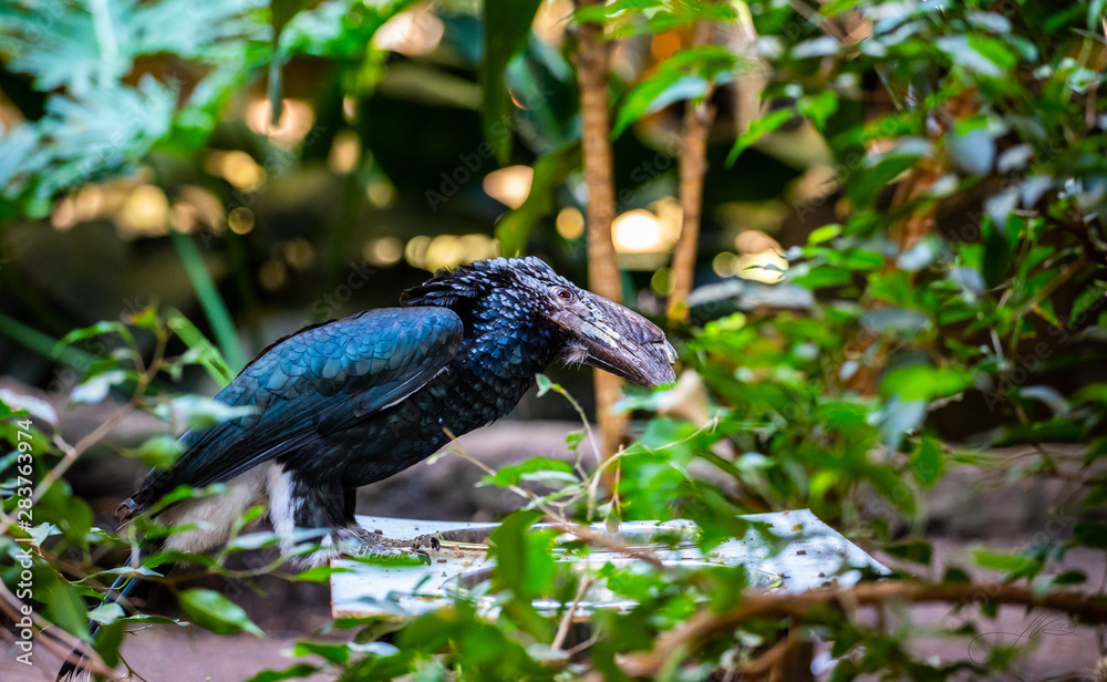Naklejka premium Trumpeter hornbill