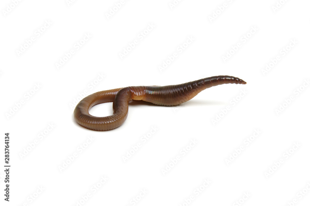 worm isolated on white background worm isolated on white background