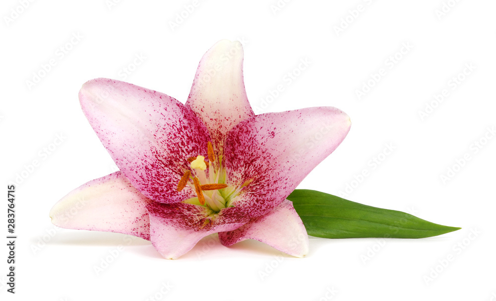 Close-up pink lily flower