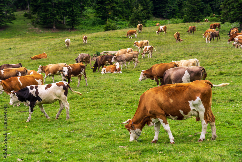 Summer Landscape in Artvin Province with Cows Grazing on Fresh Green Mountain.