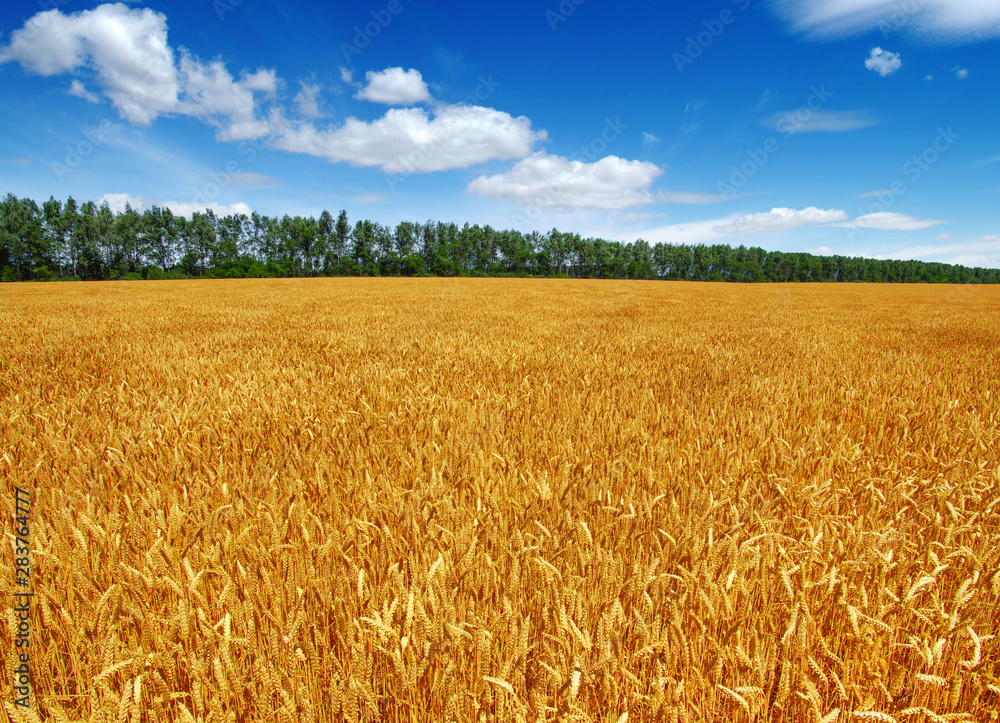 Wheat field and sun