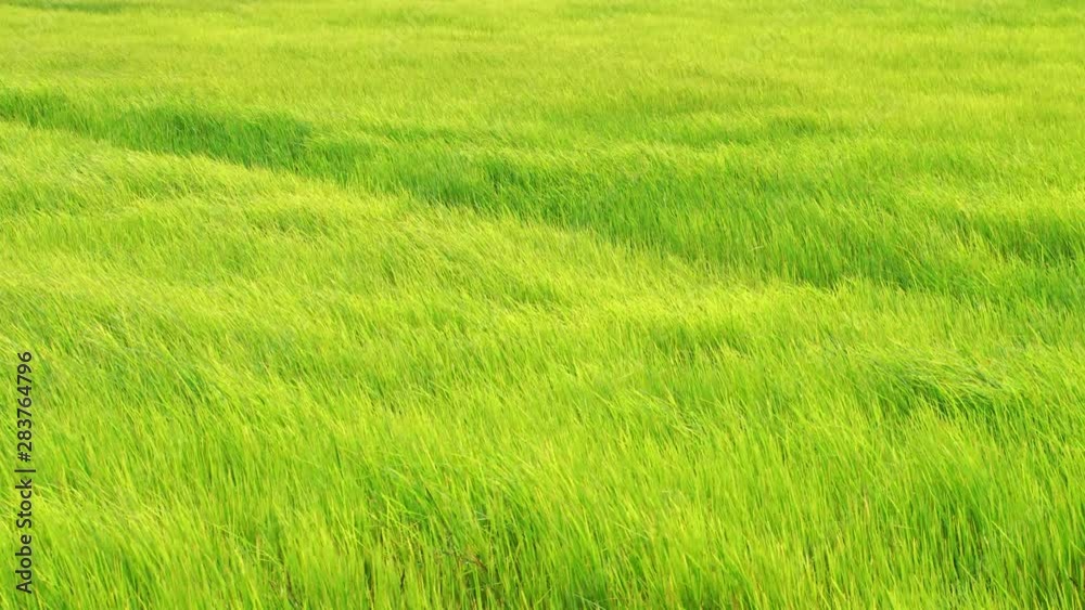 4k time lapse,wind blowing fresh green rice plant in the field 4k time lapse,wind blowing fresh green rice plant in the field