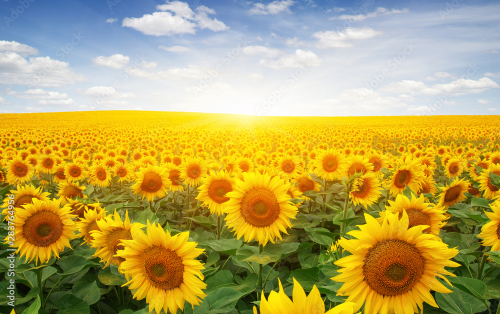 Obraz premium field of sunflowers