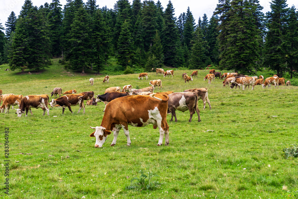 Summer Landscape in Artvin Province with Cows Grazing on Fresh Green Mountain.