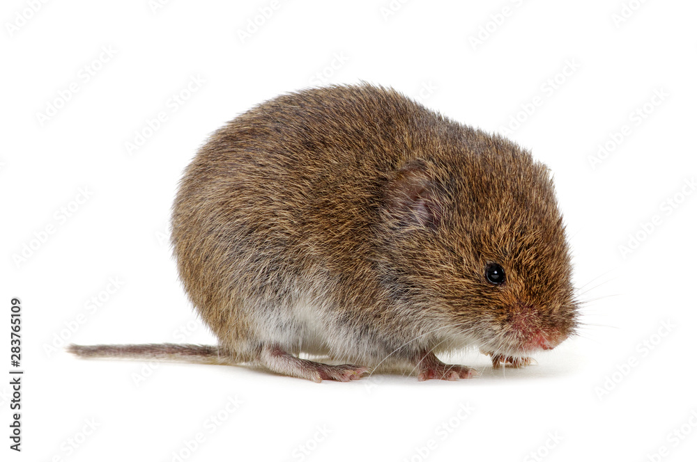 Mouse isolated on white Mouse isolated on white