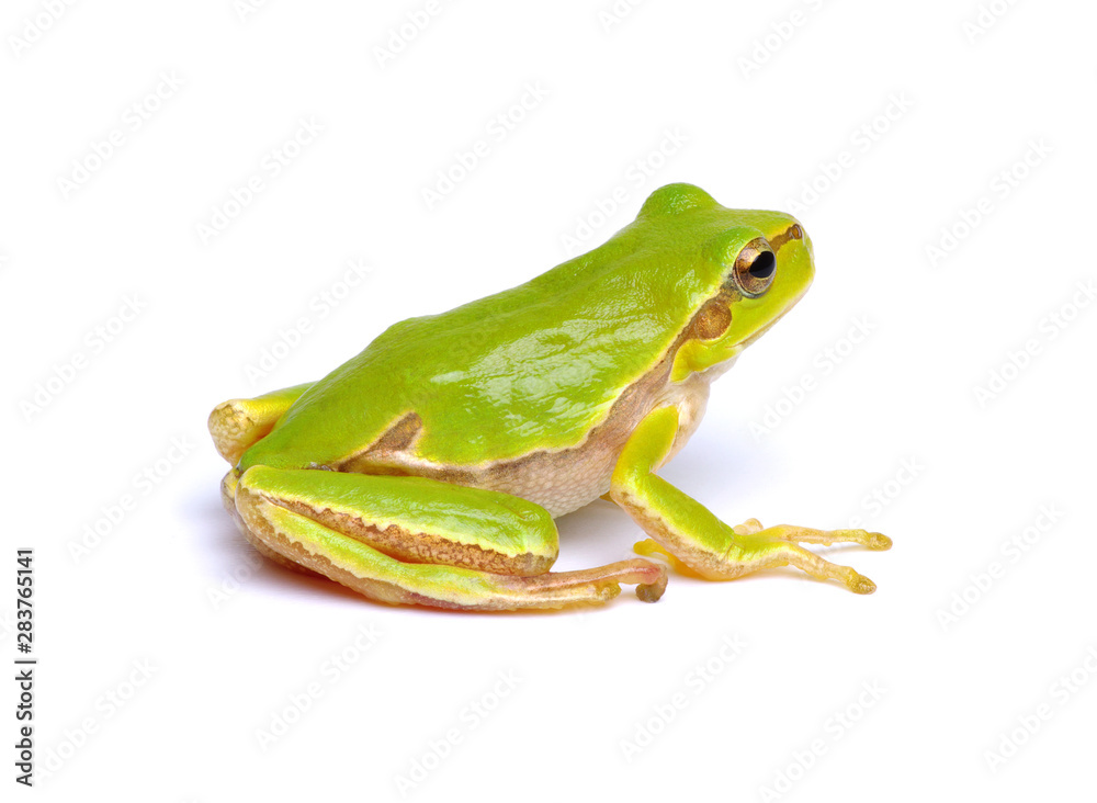 Green tree frog isolated on white