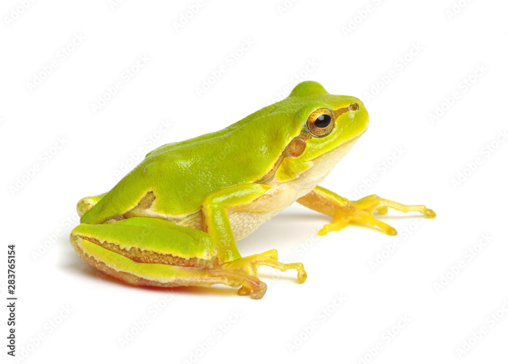 Fototapeta premium Green tree frog isolated on white