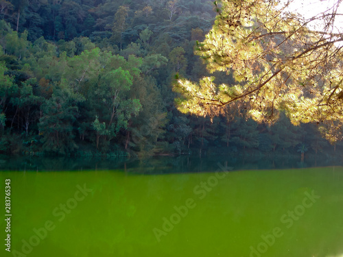 Full Green Forest and Green River at Mae Hong Son  Thailand