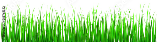vector image of grass isolated on white background .