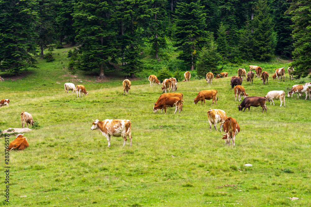 Obraz premium Summer Landscape in Artvin Province with Cows Grazing on Fresh Green Mountain.