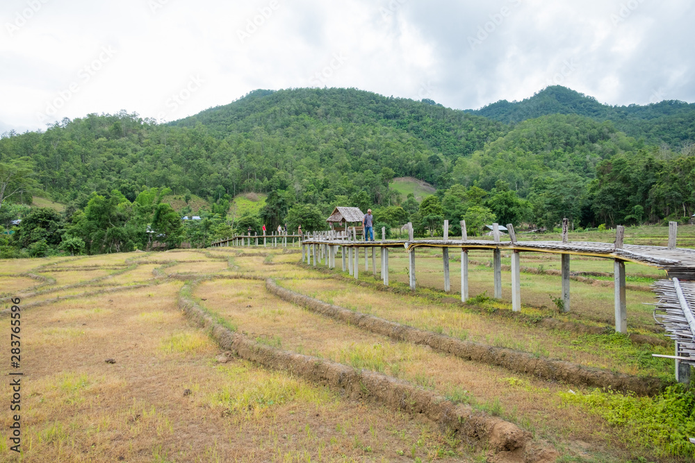 beautiful Bamboo bridge in rice field in Pai, Maehongson