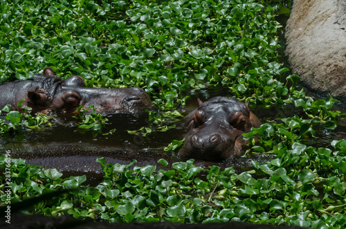 dos hipopótamo durmiendo sobre el agua