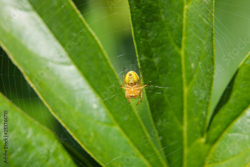 Cucumber Spider underside