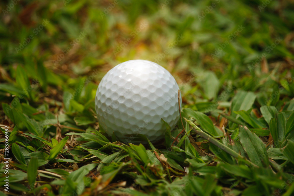 golf ball on green in beautiful golf course with sunset. Golf ball close up in golf coures at Thailand golf ball on green in beautiful golf course with sunset. Golf ball close up in golf coures at Thailand