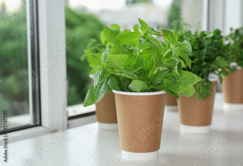 Seedlings of different herbs in paper cups on white wooden table at window