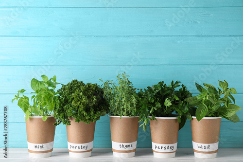 Seedlings of different aromatic herbs in paper cups with name labels on white wooden table