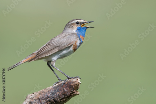 Amazing portrait of Bluethroat (Luscinia svecica)