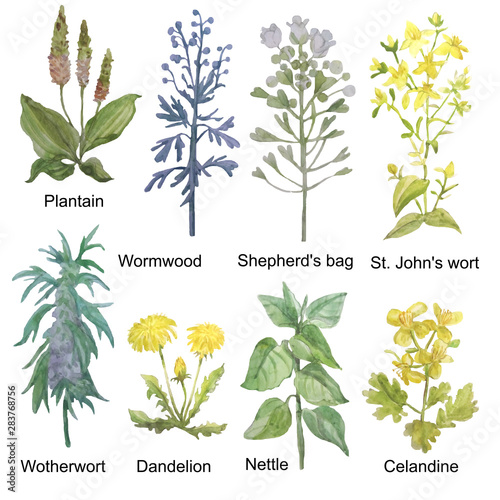 Hand-drawn watercolor medicinal forest and meadow herbs. Plantain, wormwood, shepherd's bag, St. John's wort, motherwort, dandelion, nettle and celandine isolated on white background.
