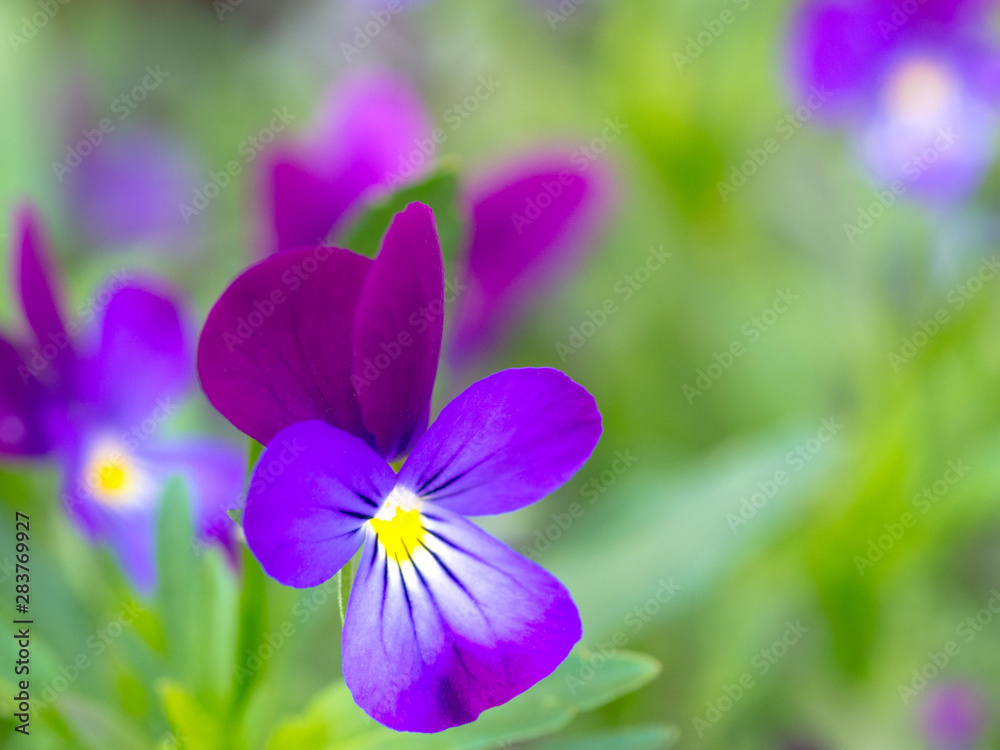 pansy flowers or pansies blooming in spring garden pansy flowers or pansies blooming in spring garden