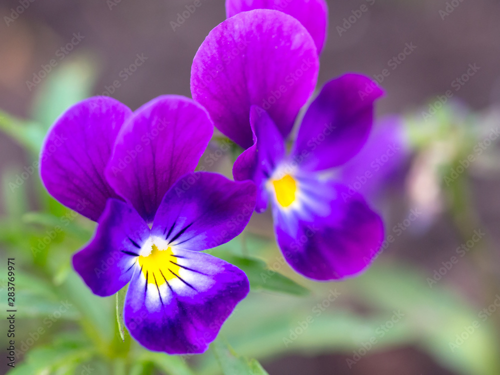 pansy flowers or pansies blooming in spring garden pansy flowers or pansies blooming in spring garden