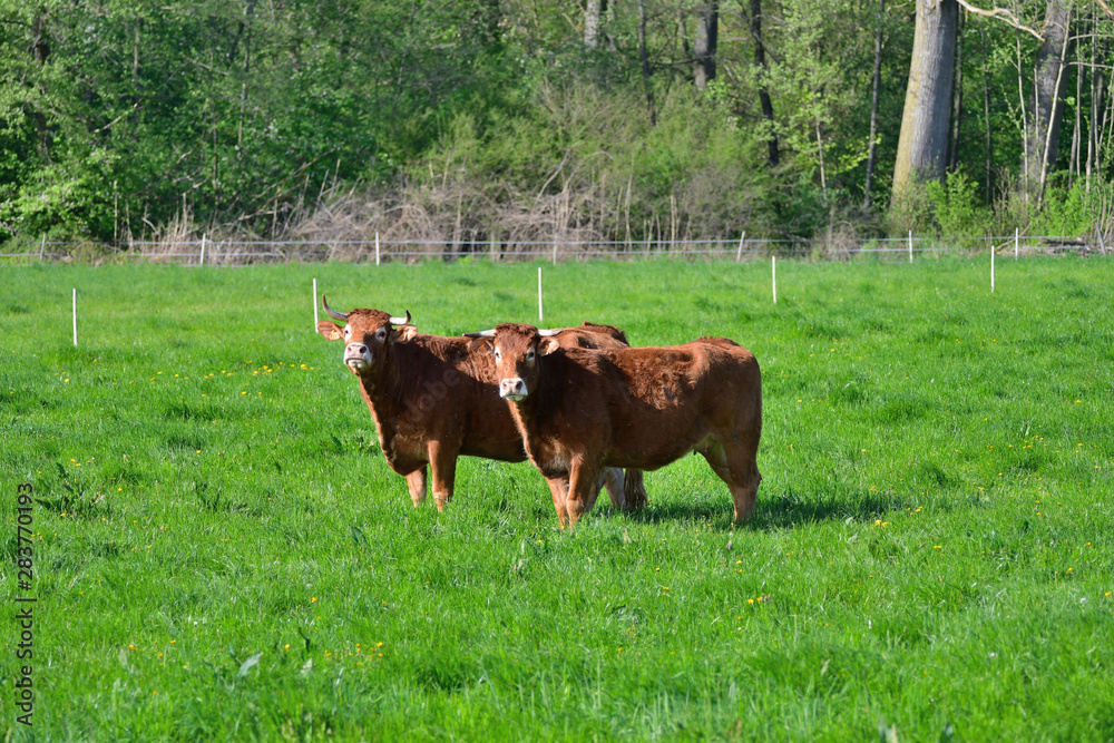 Two cows in a meadow. Two cows in a meadow.