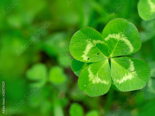 Four leaf clover in green grass