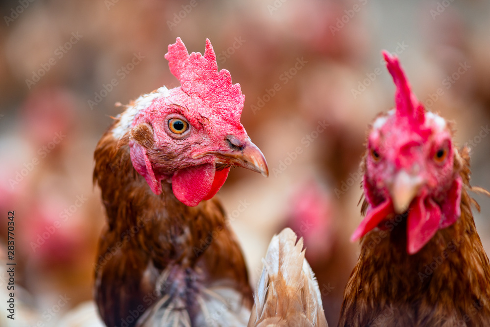 Glückliche freilandhaltung Hühner und Hennen auf Bauernhof im Hühnerstall werden vom Bauern artgerecht gehalten und produzieren bio Eier