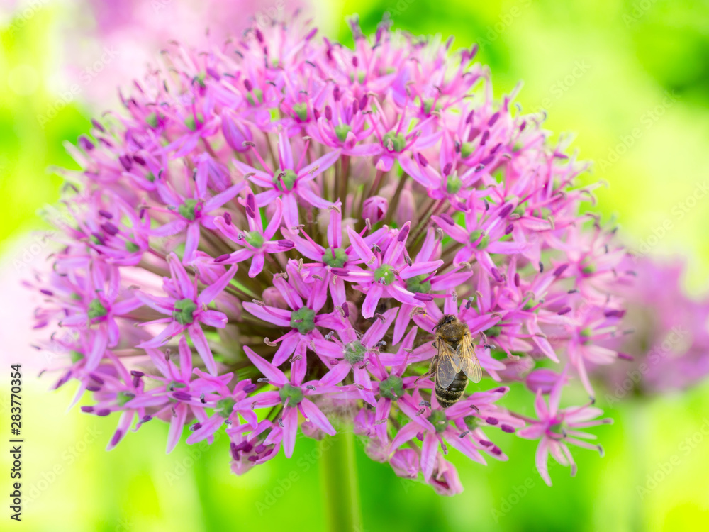 Bumblebee on a purple flower collects nectar. Flying bumblebee with a purple flower. Bumblebee on a purple flower collects nectar. Flying bumblebee with a purple flower.