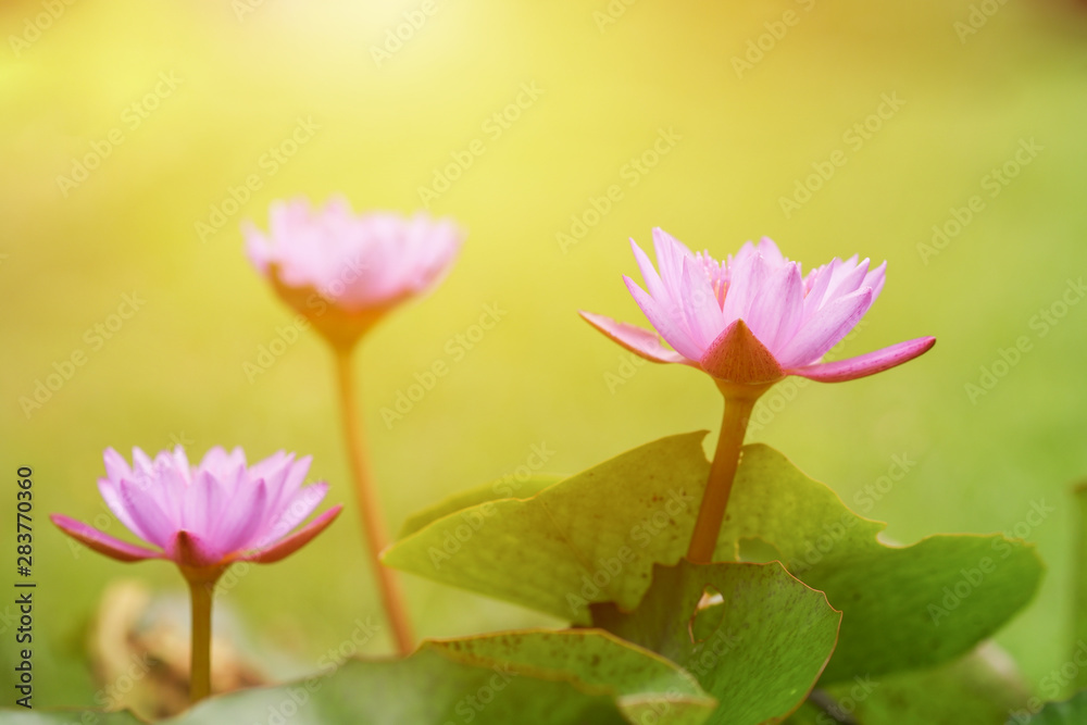 Beautiful pink lotus with blurred green background. Beautiful pink lotus with blurred green background.