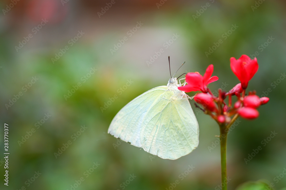 White butterflies are sucking the nectar from the red flower pollen. White butterflies are sucking the nectar from the red flower pollen.