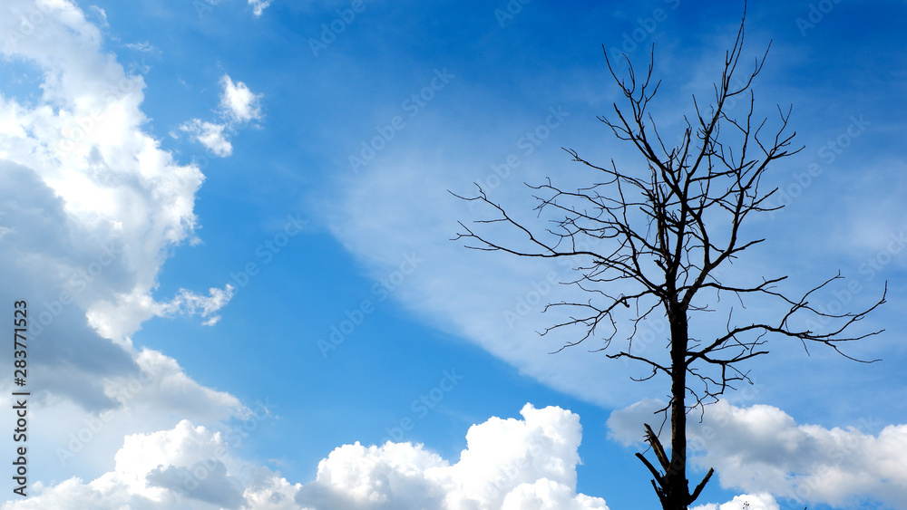 the picture of dead tree with blue sky