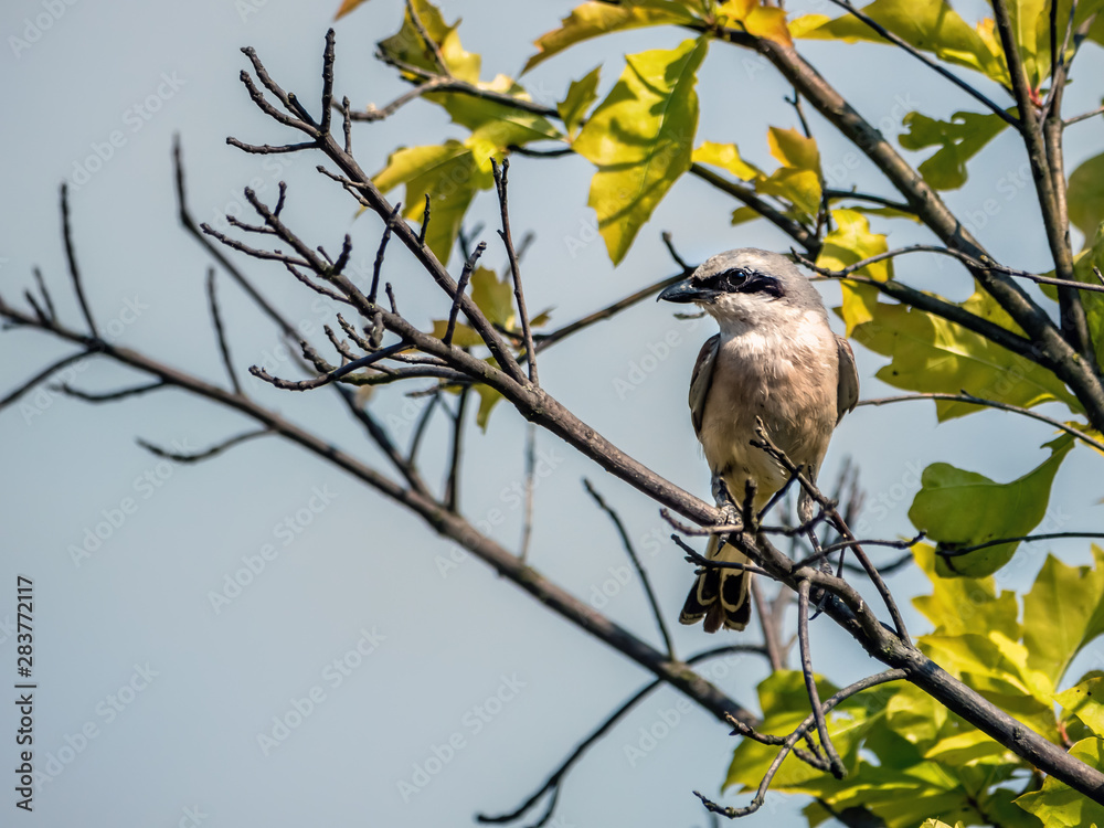 Grey shrike perching