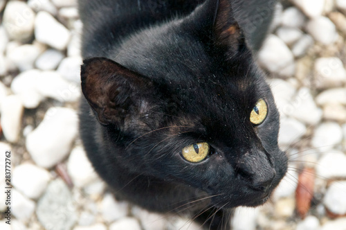 Photography close up of adult havana brown cat with green eyes is looking up away from viewer, outdoors on stone surface