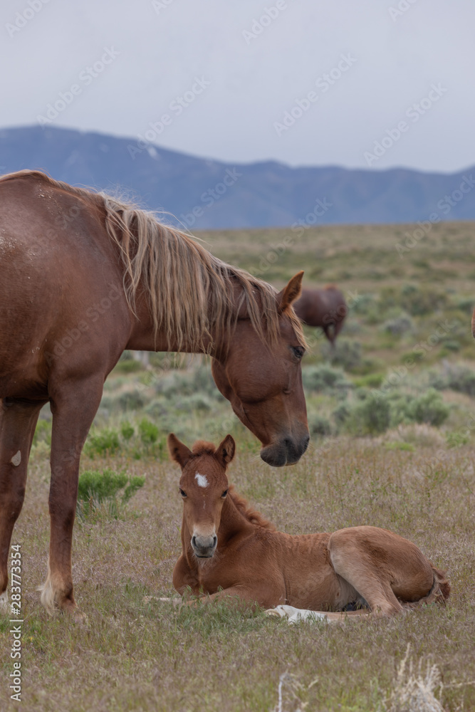 Wild Horse Mare and Cute Foal in the Utah Desert