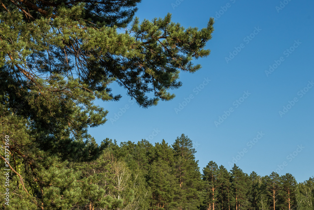 Pine trees against the sky Pine trees against the sky