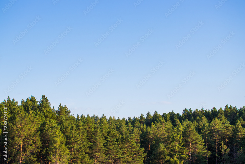 Pine trees against the sky Pine trees against the sky
