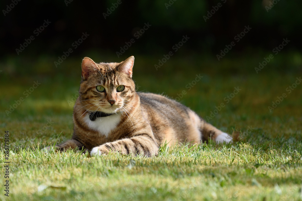 Un chat tigré couché sur l'herbe à l'extérieur dans un jardin