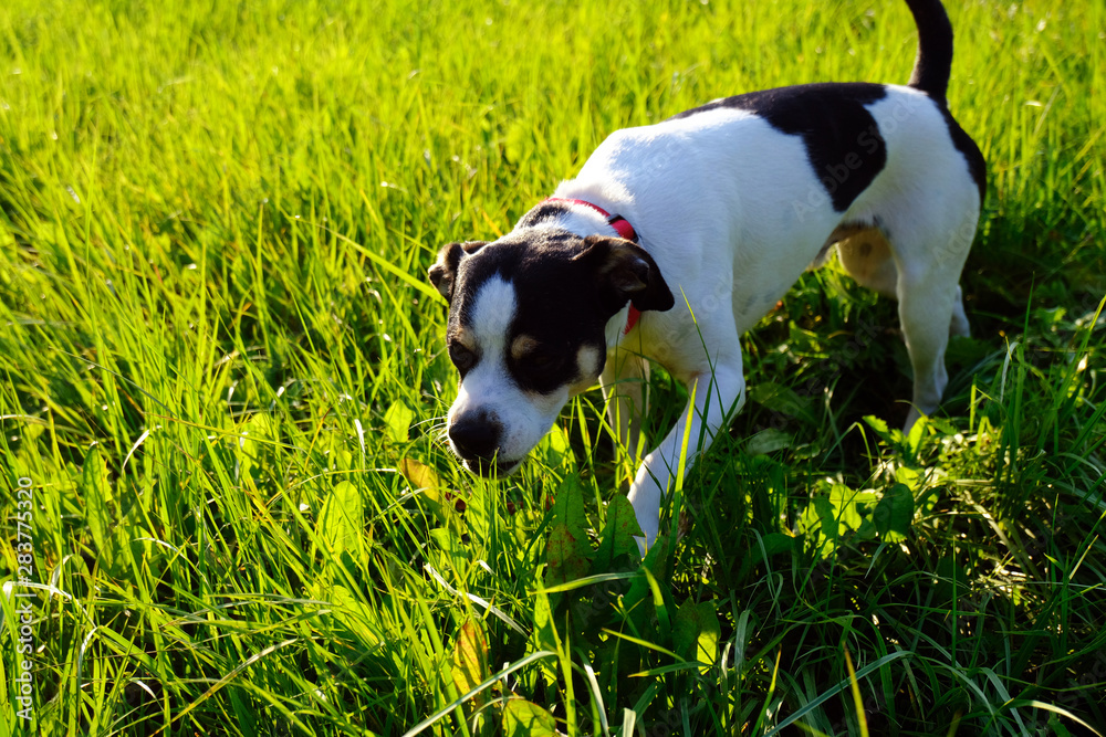 cute mixed black and white dog hunting in grass cute mixed black and white dog hunting in grass