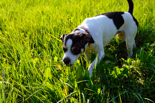 Canvas Print cute mixed black and white dog hunting in grass
