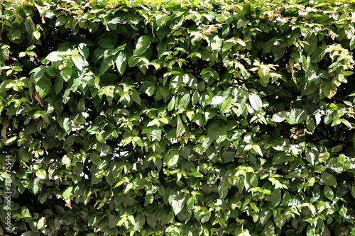 Background with green leaves in the sun, texture of a hedge