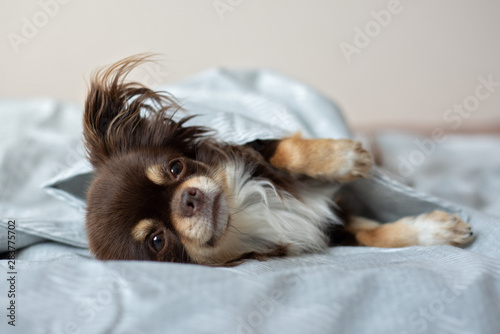 adorable chihuahua dog lying on the bed photo