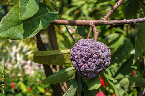 Its widespread cultivation, many local names have developed for the fruit. In English, it is most widely known as a sugar apple or sweetsop as well as a custard apple, photo